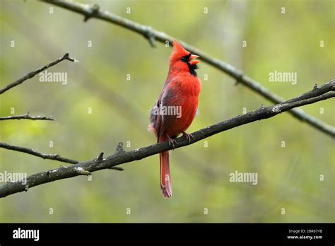 Northern Cardinal male singing for a mate Stock Photo - Alamy