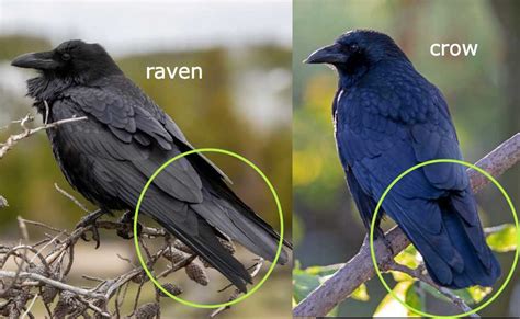 15 Key Differences Between a Crow & Raven so you can easily tell them apart