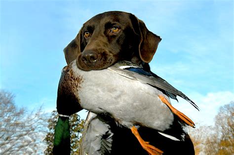 What Makes Labs Great Hunting Dogs? - Game & Fish