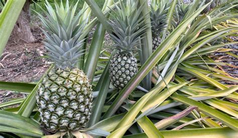 Pineapple Tree: Facts, uses, benefits, grow tips and care