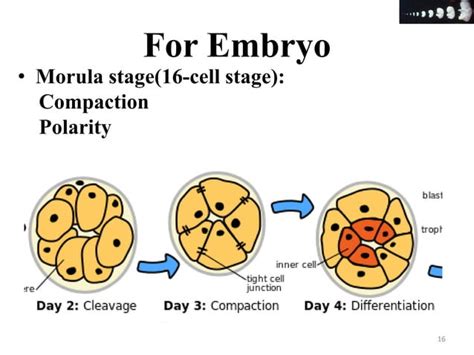 Cell proliferation & differentiation