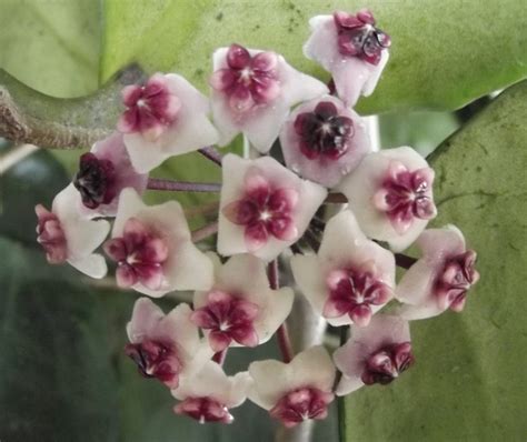 HOYA OBOVATA 75mm | Weslor Flowers Plant Nursery