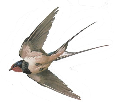 Vector Swallow PNG File | PNG All