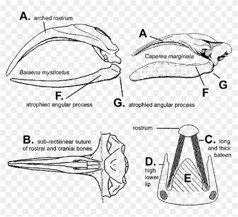 Feeding Mechanisms Of Balaenidae And Associated Features. - Rostrum Skull Clipart (#4099698 ...