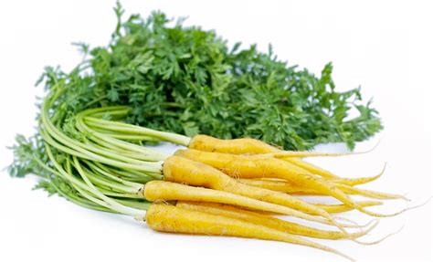 Baby Yellow Bunch Carrots Information and Facts