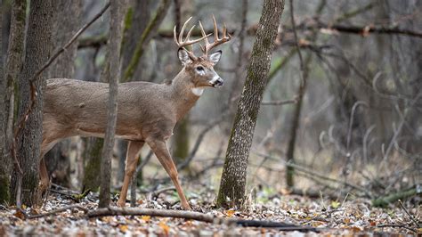 How to Still-Hunt Whitetail Deer | MeatEater Wired To Hunt