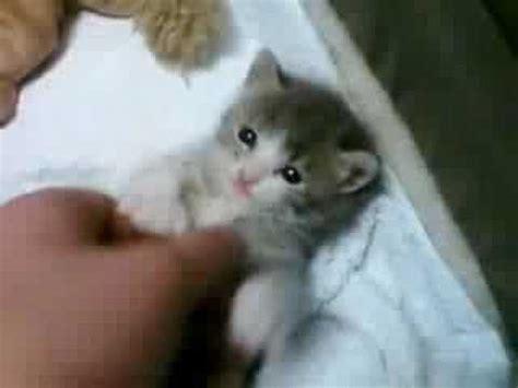 playing with baby kitten - YouTube