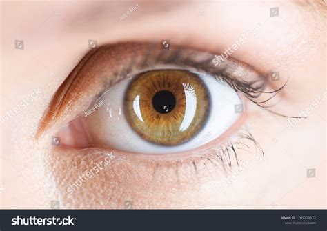 Hazel Eyes: Over 13,802 Royalty-Free Licensable Stock Photos | Shutterstock