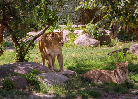 A Pride of African Lions Relaxing in the Grass in a South Africa Stock Image - Image of lion ...