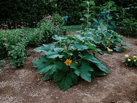 Companion Planting for Squash | Summer and Winter Squash | HGTV