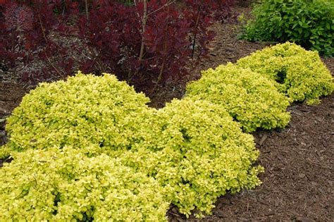 Golden Nugget Dwarf Japanese Barberry shrub. The yellow is just stunning! These shrubs stay ...