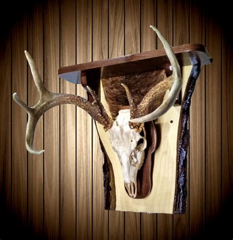 770+ Whitetail Deer Skull