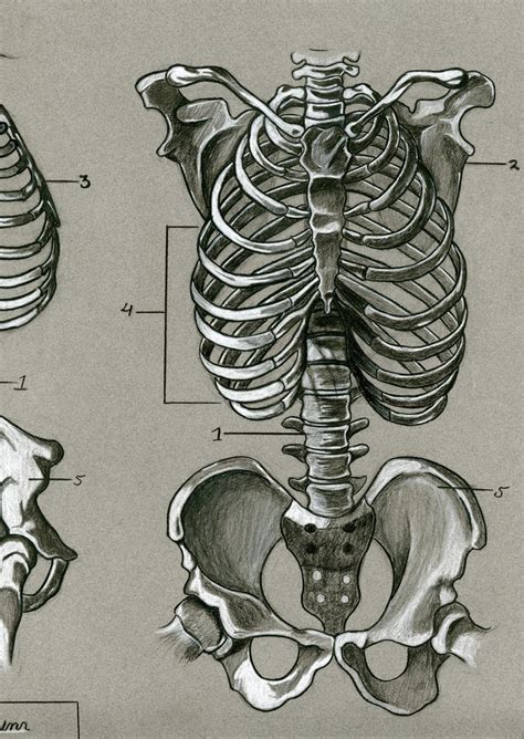 Human skeletal anatomy by dwil05 on DeviantArt