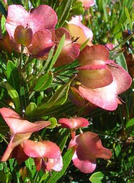 ‘A‘ali‘i (Dodonaea viscosa) – Maui Nui Botanical Gardens