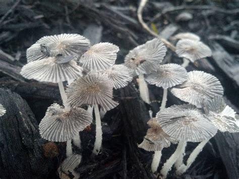 mushroom ID these are everywhere in h-town - Mushroom Hunting and ...