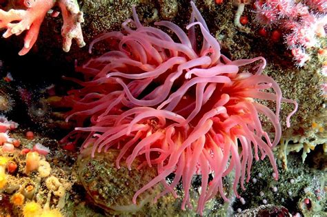 17 Facts You Need to Know About Sea Anemones Before You Add Them Your ...