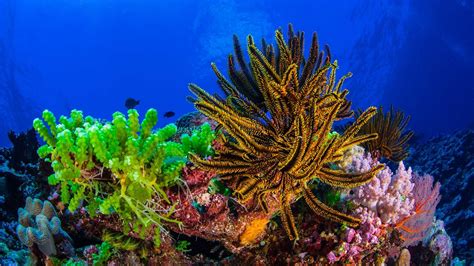 Worth Protecting: See the Vibrant Marine Life of New Caledonia’s Coral Sea | The Pew Charitable ...
