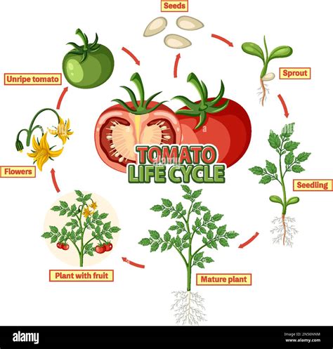 Life cycle of a tomato plant diagram illustration Stock Vector Image & Art - Alamy