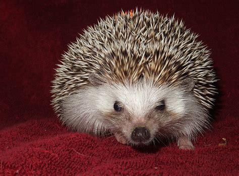 Our Male Breeding Stock - Heartfelt Hedgehogs of Fort Ashby, WV