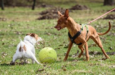 Handling Dog Aggression: Best Tips for Success - BarksToShop