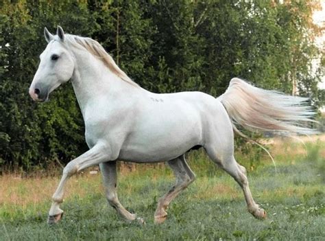 12 Most Beautiful Horse Breeds In The World (Pictures, Facts & History ...