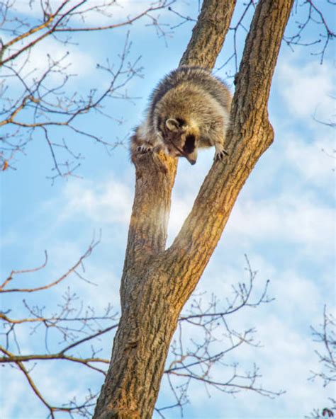 30+ Pygmy Raccoon Photos Stock Photos, Pictures & Royalty-Free Images ...