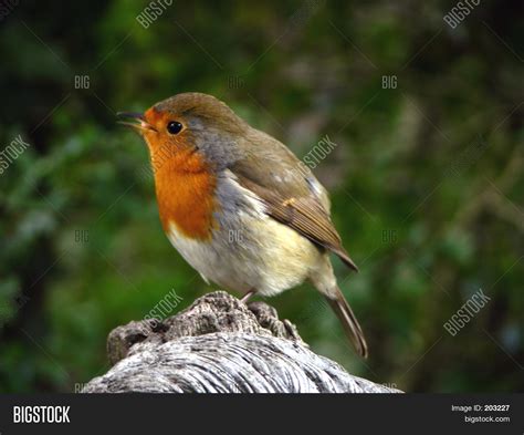 Red Robin Stock Photo & Stock Images | Bigstock