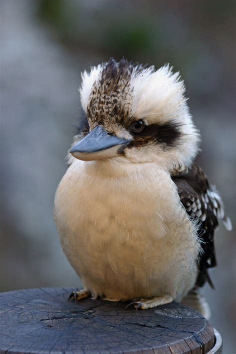 Kookaburra | Laughing Kookaburra Dacelo novaeguineae at Tamb… | Flickr