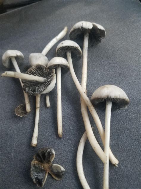 Are these mushroom save to consume and if they are will they have ...