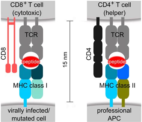 1: MHC class I and class II and their role as mediators during antigen ...