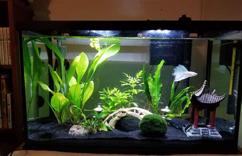 First betta tank setup, any suggestions? (10g) : r/bettafish