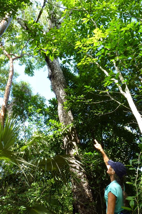 Mastic Trail - Caribbean Birding Trail