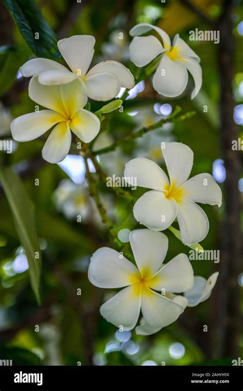 A white Plumeria flower in Maui, Hawaii Stock Photo - Alamy