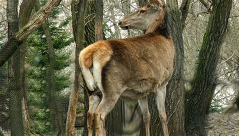 How to Stop Deer From Eating Trees | Garden Guides