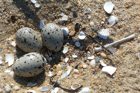 A Rare Look at Oystercatcher Nests | The Vineyard Gazette - Martha's Vineyard News