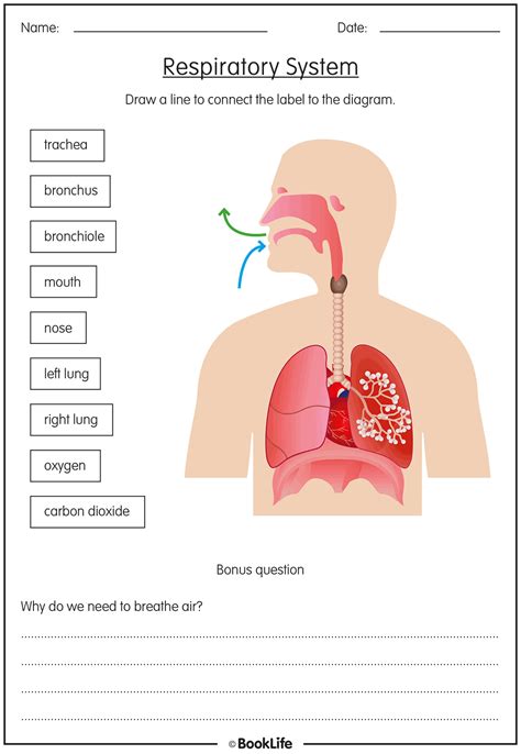 The Respiratory System | BookLife