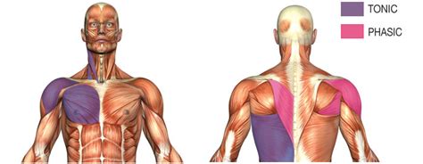 TONIC VS PHASIC MUSCLES | Posture Medic