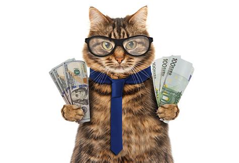 Cat Money Pictures, Images and Stock Photos - iStock