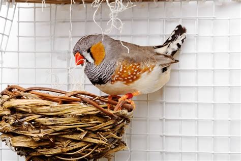 Zebra Finch Nesting Material