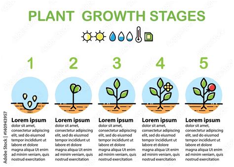 Plant growth stages infographics. Line art icons. Flat design. Stock ...