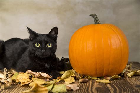 Halloween Pet Safety Tips | My Happy Pets by Vetoquinol