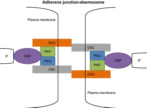 A model for the structure of desmosomes. Abbreviations: DSC,... | Download Scientific Diagram