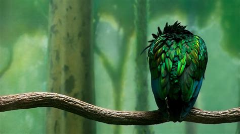 Green Bird - High Definition Wallpapers - HD wallpapers