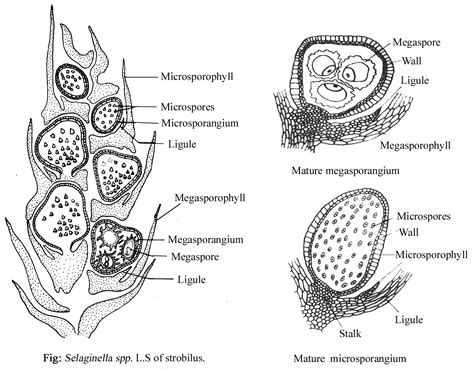 SELAGINELLA - CLASSIFICATION, STRUCTURE OF SPOROPHYTE, REPRODUCTION, STRUCTURE OF GAMETOPHYTE ...