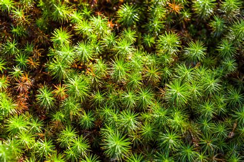 30+ Different Types of Moss (And Most Common Moss Species) - PlantSnap