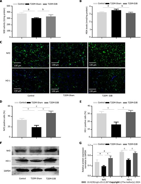 Duodenal-jejunal bypass improves hypothalamic oxidative stress and inflammation in diabetic rats ...