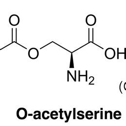 Two step cysteine biosynthesis pathway. The first step of cysteine ...