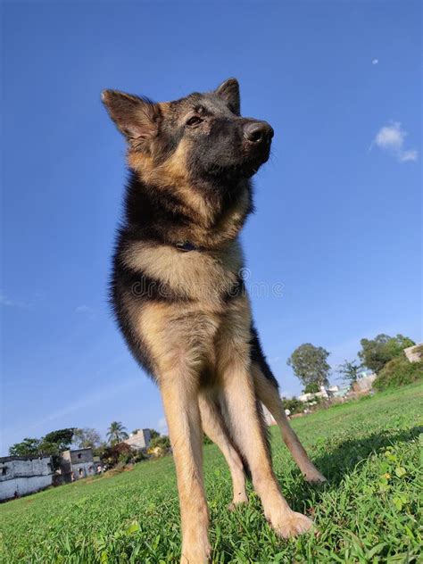 Young Healthy Wolf Like German Shepherd Dog in Nice Blue Sky and Green Grass Background Stock ...