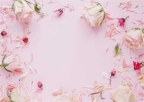 HD wallpaper: flowers, roses, frame, petals, colorful, pink, floral | Wallpaper Flare