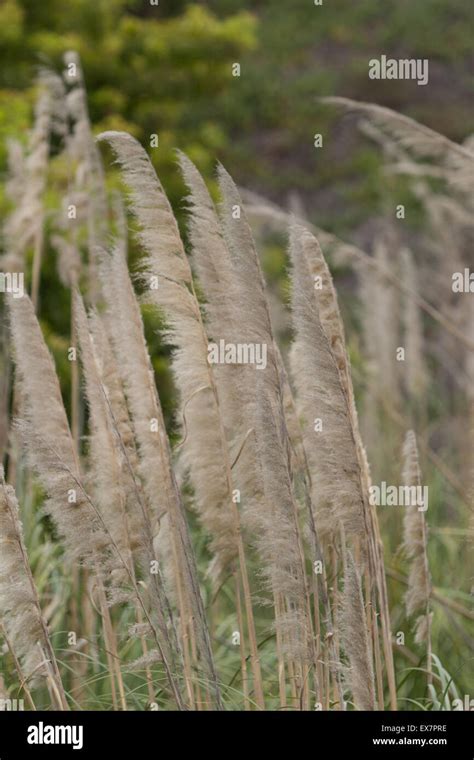 Mar, avena Uniola paniculata, sopla el viento en la Bahía Wildlife ...